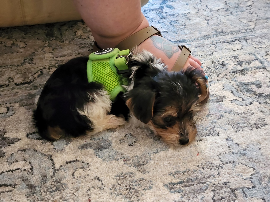 Wesley Kamichoff: images/20220717_112943.jpg