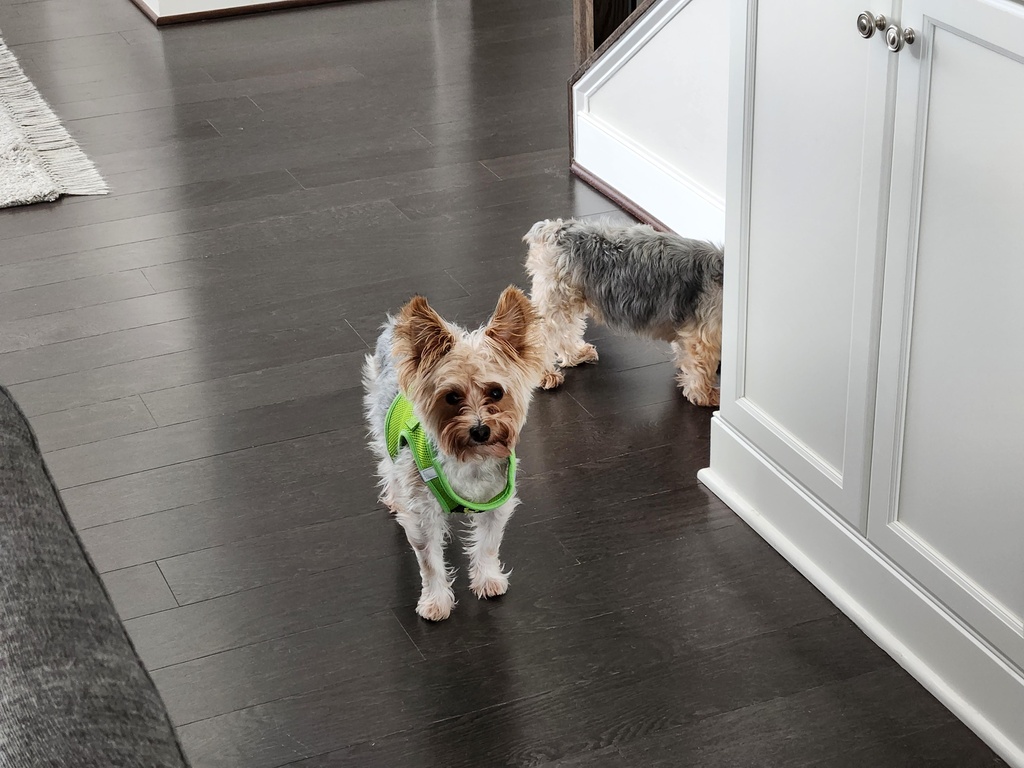 Wesley Kamichoff: images/2024-03-20-172251_007.jpg