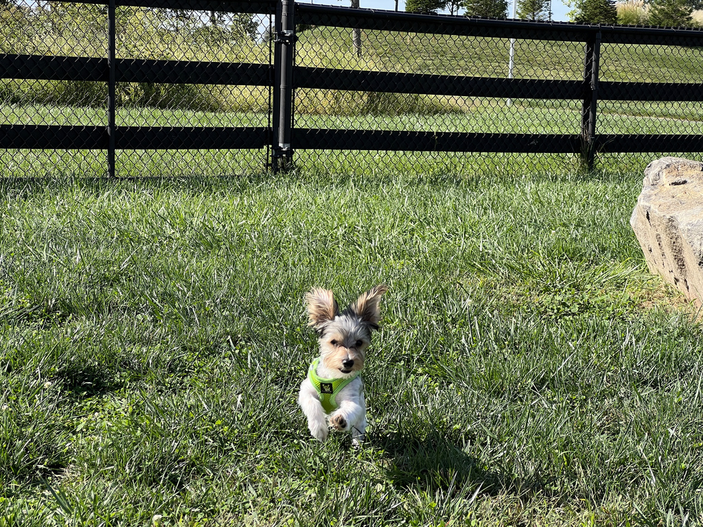 Wesley Kamichoff: images/IMG_3739.jpg